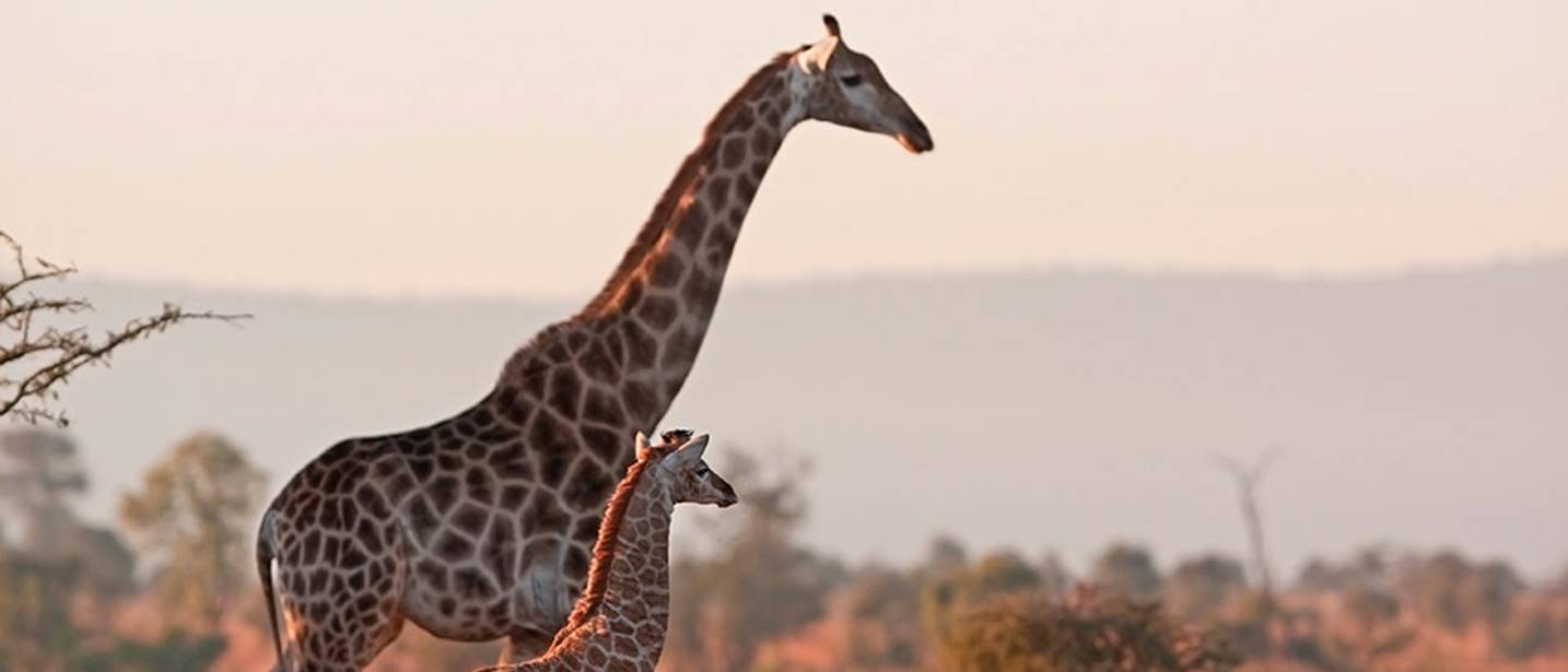 жираф в Африке