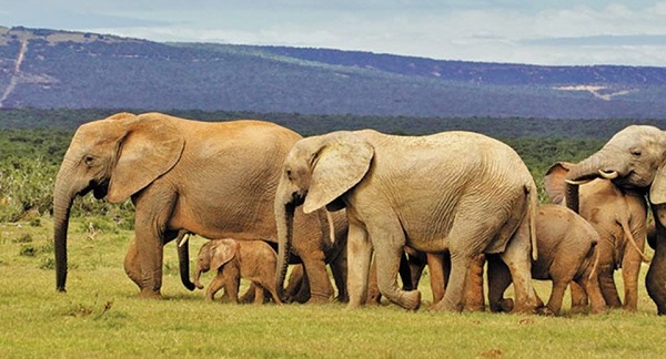 слоны в африке