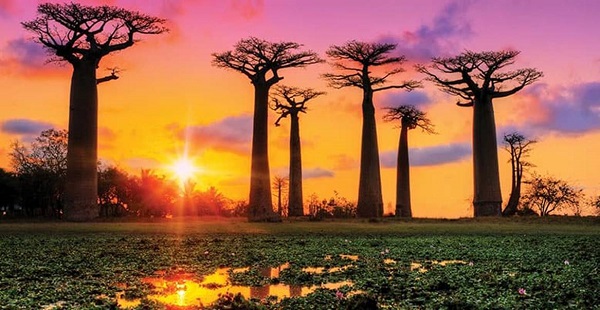 Африканские деревья, закат